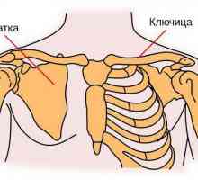 O scapula umană. Anatomia scapulei umane