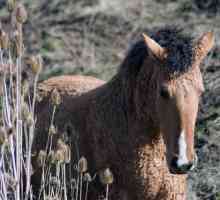Bashkir rasa cai: descriere, caracteristici și fotografii