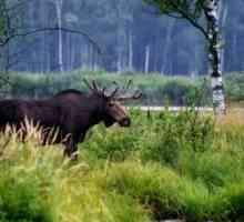 `Insula Elk `- un parc din capitală. descriere