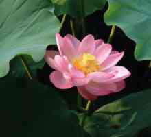 Lotus cu piulițe: descriere cu fotografie
