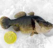 Prindeți rotația pe prima gheață. Combaterea pescuitului rotativ în timpul iernii