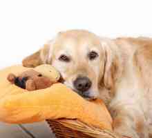 Sarcina falsă la câini: simptome, tratament și consecințe