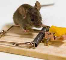 Cea mai bună momeală pentru șoareci într-un șoarece de șoareci