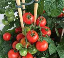 Cele mai bune remedii populare pentru tomate de ovar