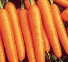 Cele mai bune semințe de morcovi. Alegerea varietății