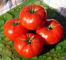 Cele mai bune soiuri de roșii pentru Siberia: o revizuire, descriere, trăsături de cultivare