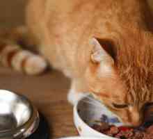 Cea mai bună hrană pentru pisici cu insuficiență renală