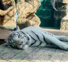Cel mai bun zoo din Anapa