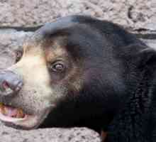 Ursul Malay este Biruang. Ursul Malay este cea mai rară specie