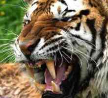 Malay Tiger: descriere, fotografie