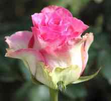 Malibu - un trandafir plin de sensibilitate și farmec