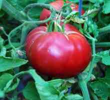 Малиновое чудо (томат): отзывы садоводов, особенности выращивания и размножения