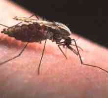 Malaria. Simptomele unei boli infecțioase