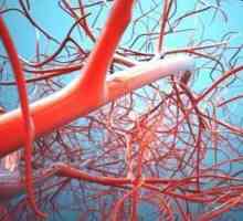 Sistem circulator mic și mare: circuite. Mici și mari cercuri de circulație a sângelui