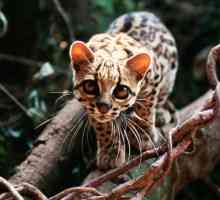 Margai - pisică cu coadă lungă: descrierea speciilor