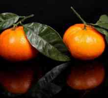 Marocan mandarine: descriere, proprietăți, gust