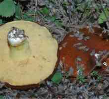 Uleiul uleios, maslenok (ciuperci): o descriere în cazul în care cresc, când să colecteze