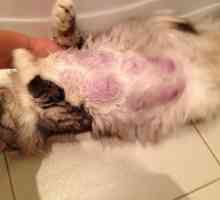 Mastita intr-o pisica: cauze, simptome si metode de tratament