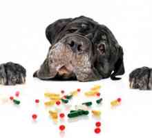 Mastocitomul la câini (tumora celulară la câini). Ce este această boală? Cauze, tratament,…