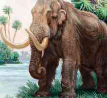 Mastodon este strămoșul unui elefant?