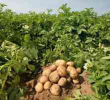 Plantare de cartofi
