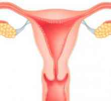 Uter: structură, anatomie, fotografie. Anatomia uterului, a trompelor uterine și a anexelor