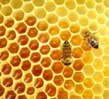 Mierea albinelor sălbatice: proprietăți medicinale, indicații de utilizare