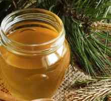 Cedar de miere: proprietăți utile, contraindicații, caracteristici și recenzii