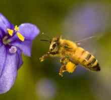 Miere de iarba pentru albine. Cele mai melifere plante