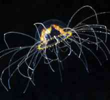 Medusa-cru: descriere, fotografie. Ce ar trebui să fac dacă sunt mușcat de o meduză?