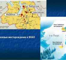 Domeniul de urs (Yamalo-Nenets AO): anul descoperirii și dezvoltării