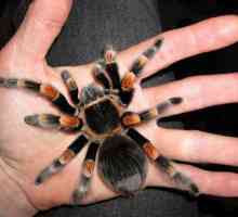 Spider-tarantula mexicană Brahapelma Smithy
