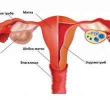 Ciclul ciclului menstrual: cum să numărăm începutul și durata