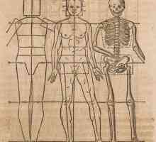 Nomenclatura anatomică internațională: descriere, termeni de bază și fapte interesante
