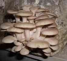 Mycelium ciuperci stridii cu propriile mâini. Tehnologie de creștere