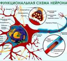 Terapia de mielină a fibrelor nervoase: funcții, recuperare