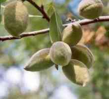Migdalele (fructe cu coajă lemnoasă): beneficii și rău pentru persoana modernă