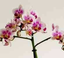Mini orhidee: îngrijire la domiciliu. Orhidee orbită