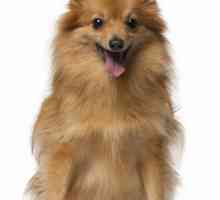 Mini Spitz: o descriere a rasei de câini și fotografii