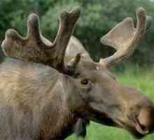 Carne de elk: beneficii și rău. Pot mânca carne?