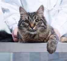 Urolitiaza la pisici: simptome și tratament, nutriție, recenzii
