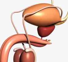 Sistemul genitourinar al bărbaților: structura. Boli ale sistemului genito-urinar la bărbați
