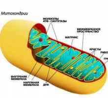 Biologia moleculară este o știință care studiază rolul mitocondriilor în metabolism