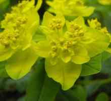 Euphorbia multicolor - o compoziție de accent luminos de grădină