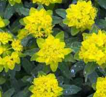 Euphorbia: îngrijire la domiciliu. Cele mai populare tipuri de cultivare în interior