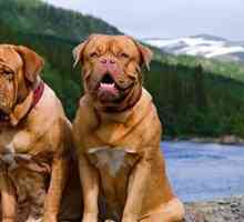 Molossi (câini): rase, fotografie, descriere