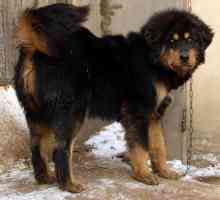 Mongolian câine ciobănesc-banhar: descriere și caracter