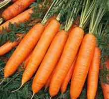 Carrot Abaco: caracteristici, cultivare, îngrijire, recenzii