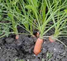 Carrots Canada f1: comentarii, descrieri și sfaturi pentru creștere