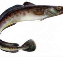 Pesă de mare (molva): informații succinte